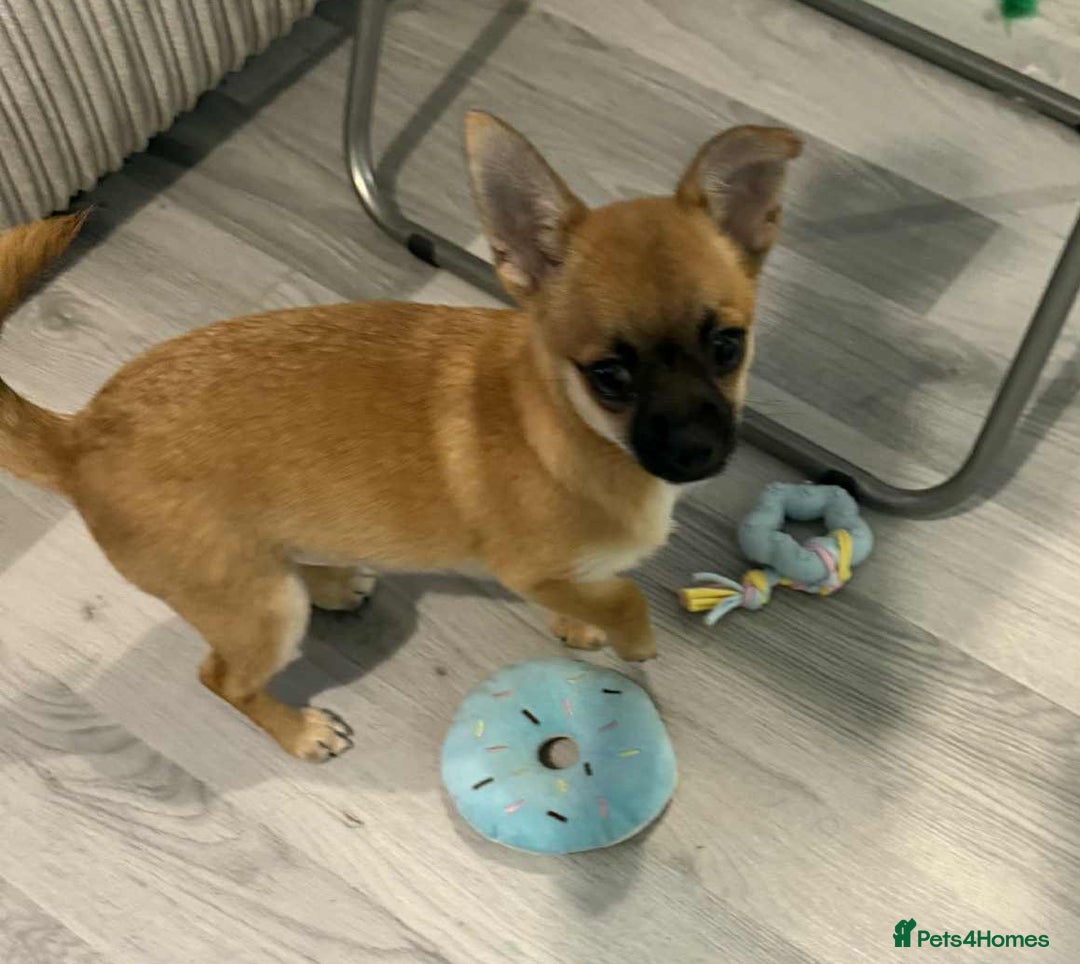 Pomchi dogs for sale: pomchi puppy female  - Advert 1