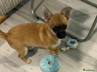 Pomchi dogs pomchi puppy female - Advert 1