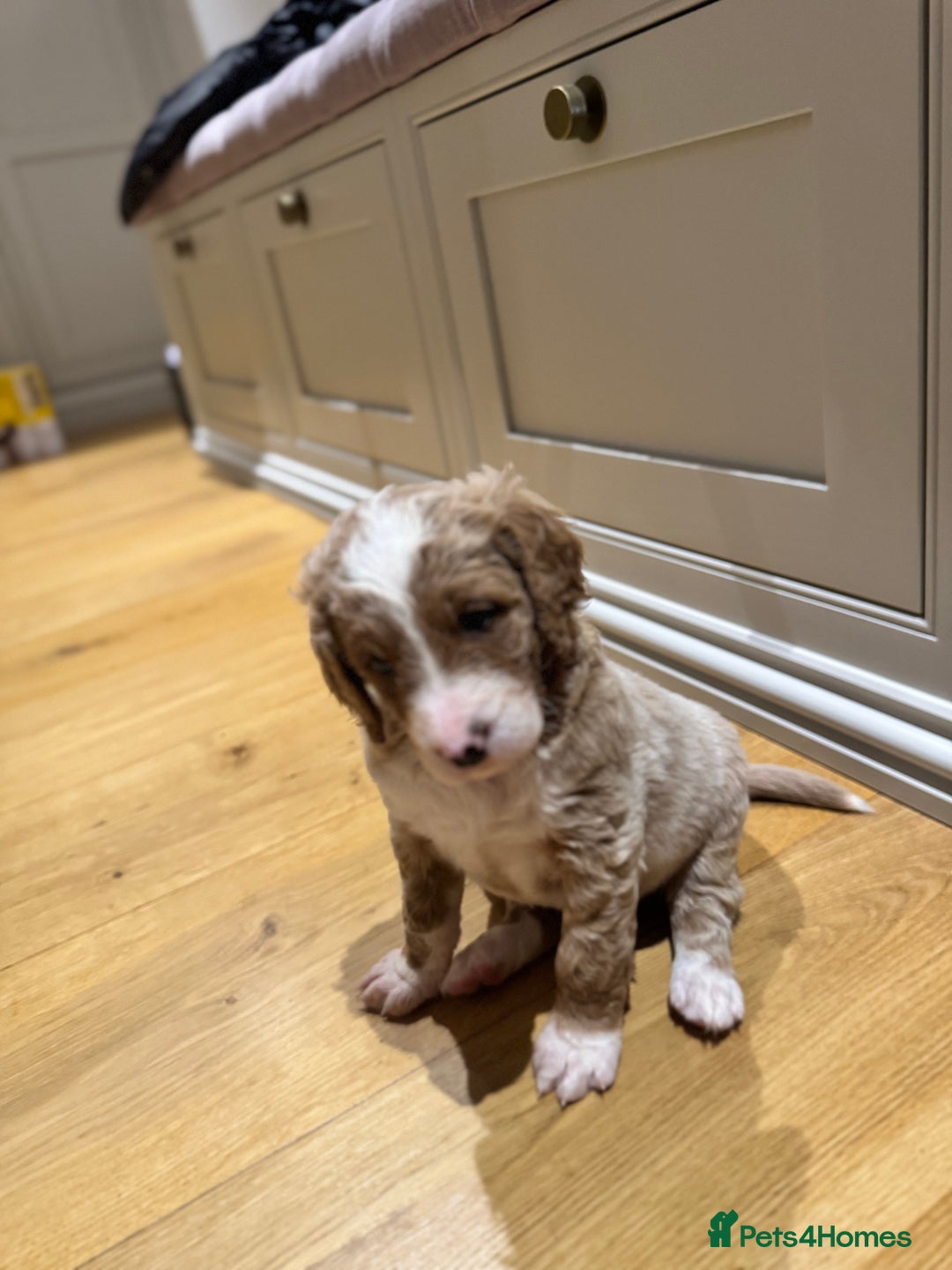 Mixed Breed dogs for sale: Golden Bernedoodles 🐶 - Advert 10