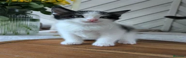 Mixed Breed Kitten 2