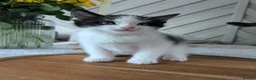 Mixed Breed cats for sale: Kittens ready for new homes  - Advert 3
