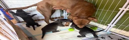Whippet dogs for sale: Two male whippet puppies  - Advert 9