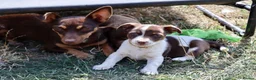 Jack Russell dogs for sale: Mini Jack Russel Terriers - Advert 23