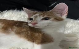 Toyger cats for sale: 4 beautiful Tabby kitties ready for new homes  - Advert 6