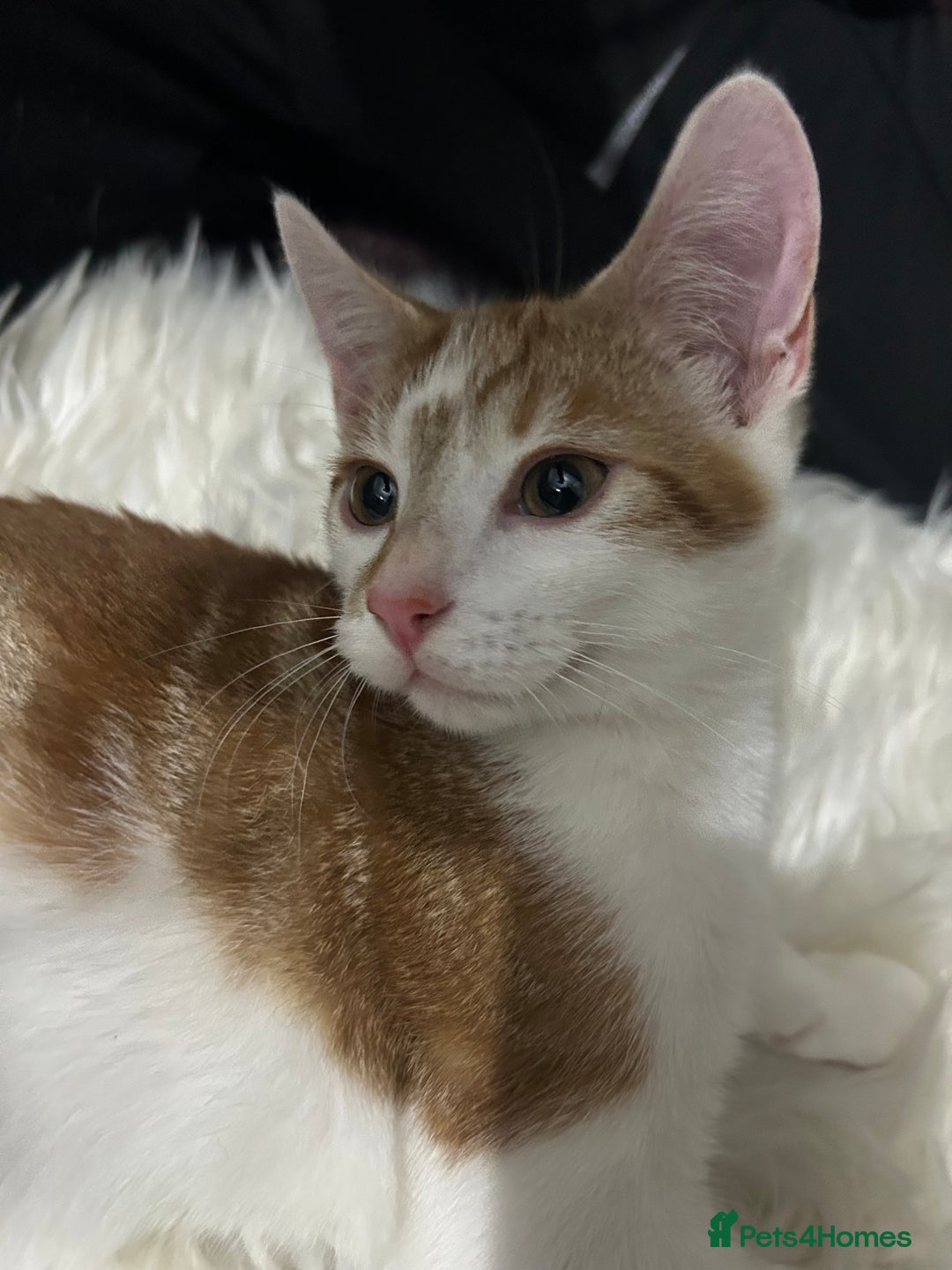 Toyger cats for sale: 4 beautiful Tabby kitties ready for new homes  - Advert 6