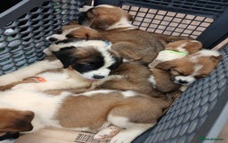 Saint Bernard dogs for sale: Saint Bernard puppies  - Image 29