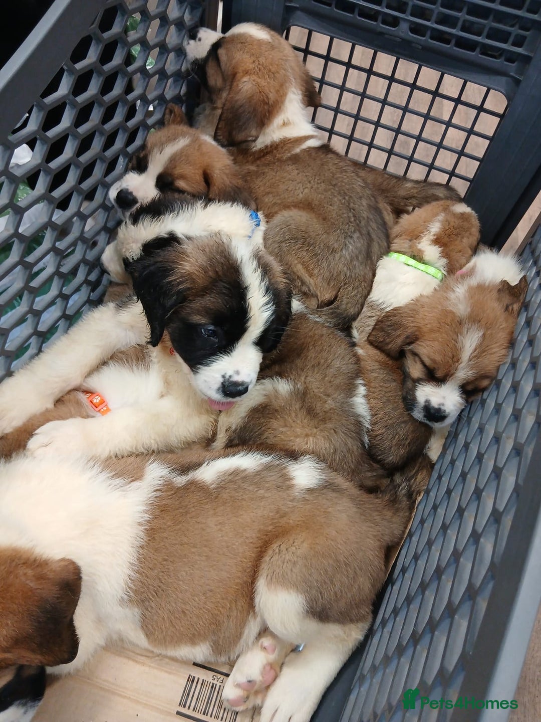 Saint Bernard dogs for sale: Saint Bernard puppies  - Image 29