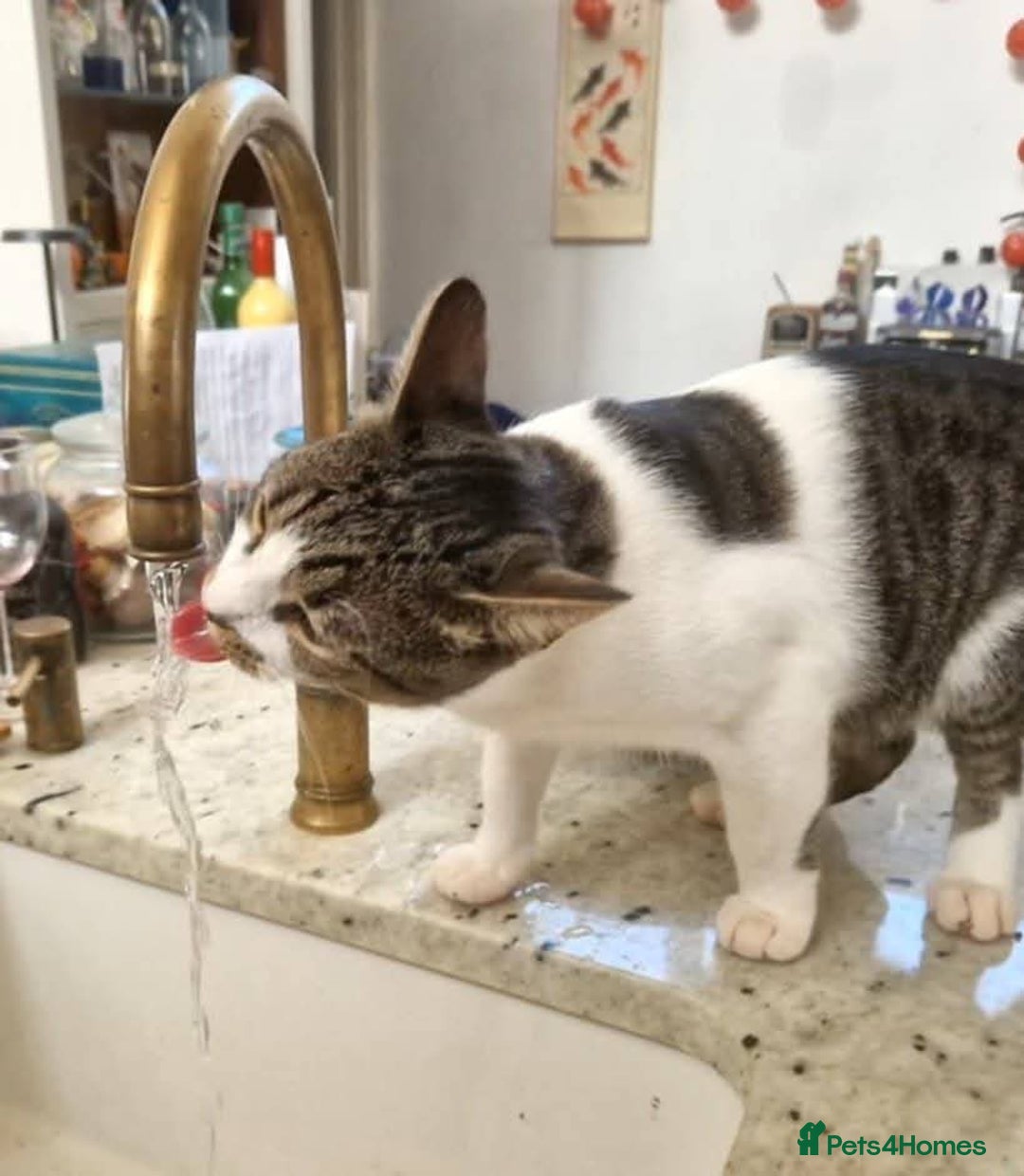 Mixed Breed cats for adoption: Nemo is looking for a home! - Image 5