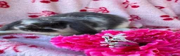 Mini Lop rabbits for sale: Beautiful Pure Bred Mini Lop Bunnies Ready Now - Advert 6