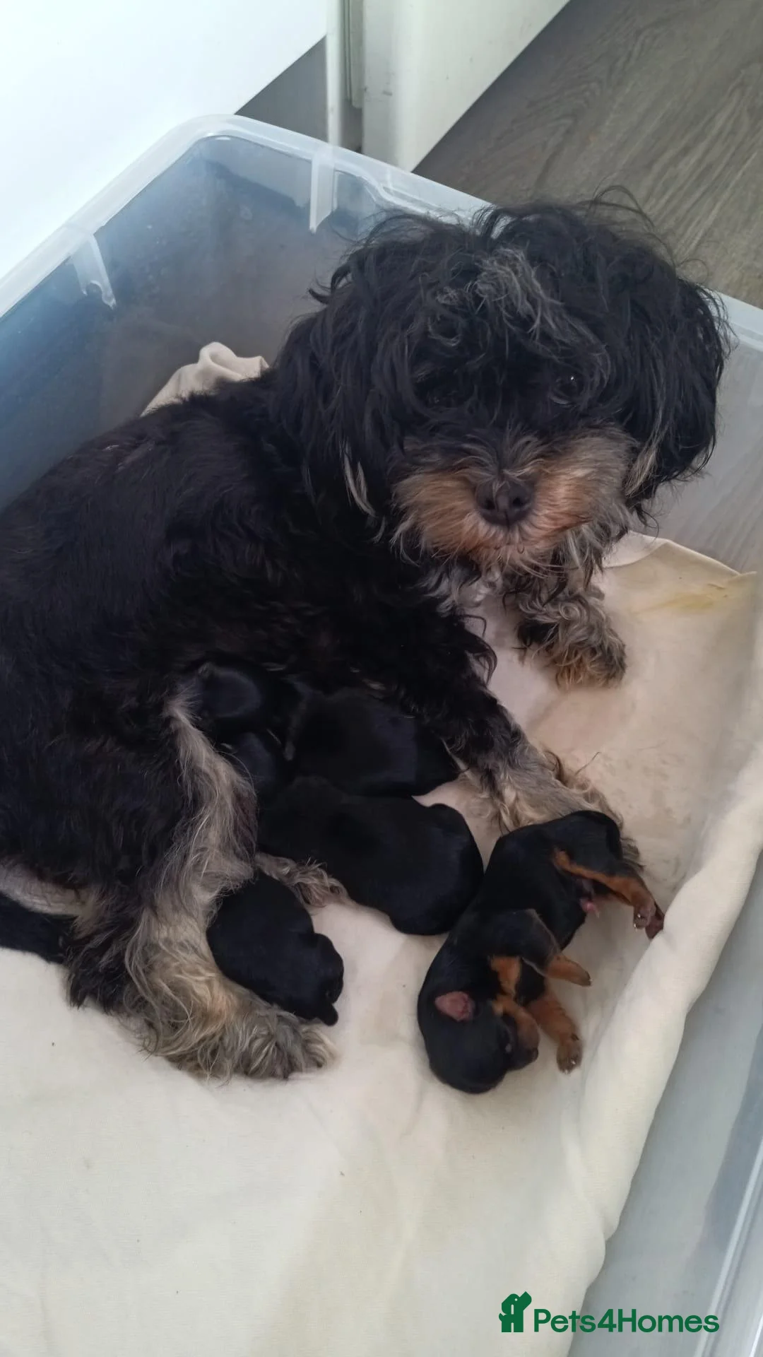 Yorkiepoo dogs for sale: Yorkepoo Male and Female very miniature breed - Advert 2