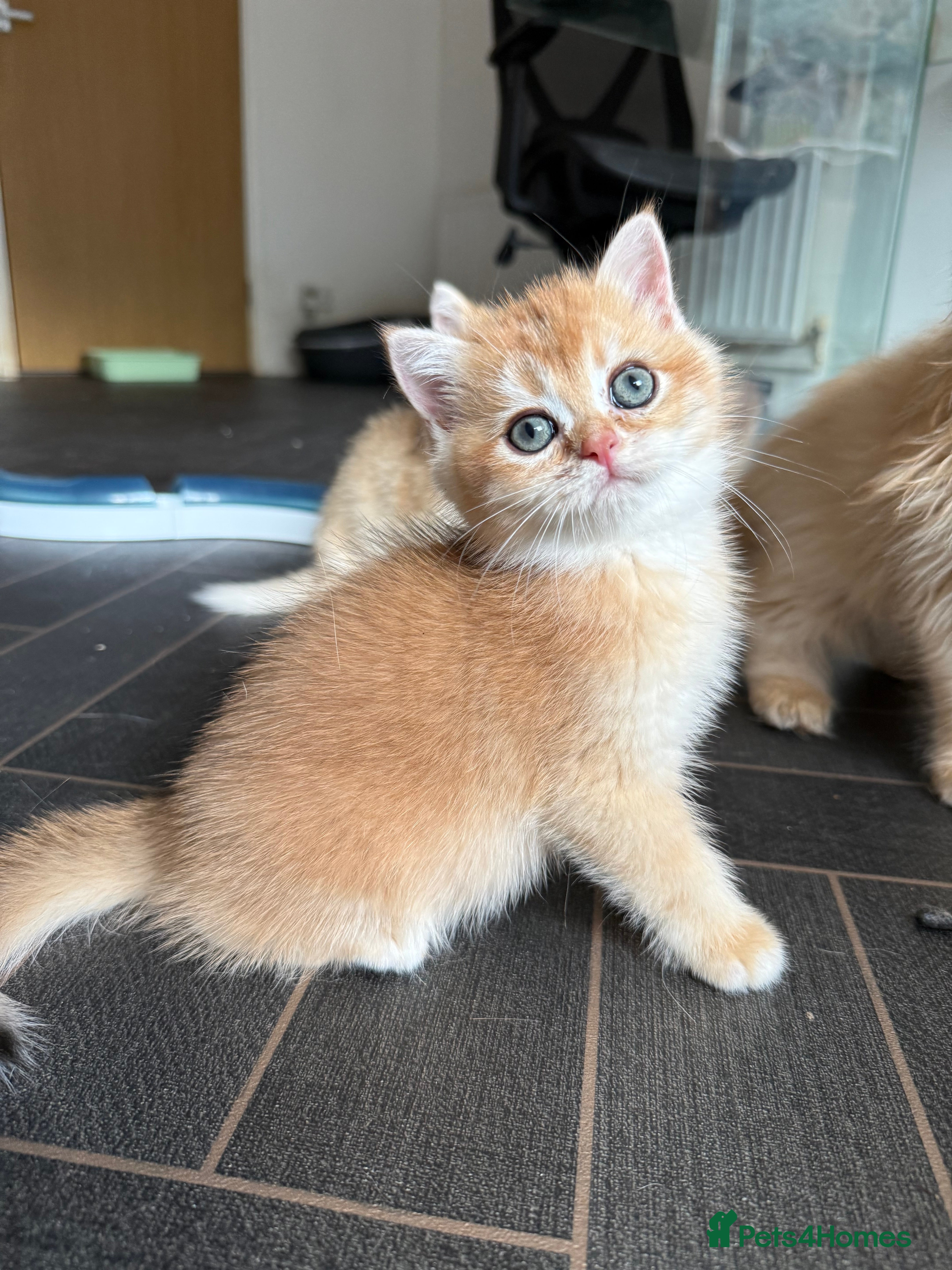 British Shorthair cats GCCF reg BSH & BLH Chocolate &Black Golden Kittens - Advert 6