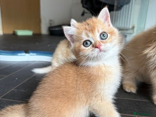 British Shorthair cats GCCF reg BSH & BLH Chocolate &Black Golden Kittens - Advert 6