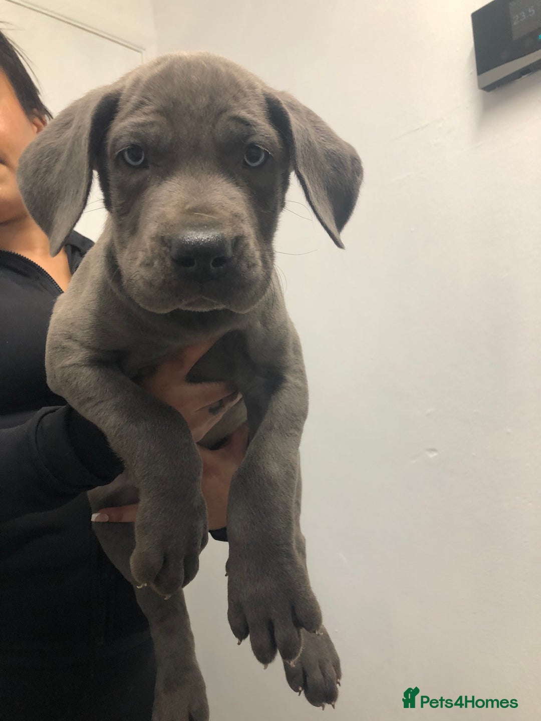 Great Dane dogs for sale: Great Dane puppies waiting list open  - Advert 18