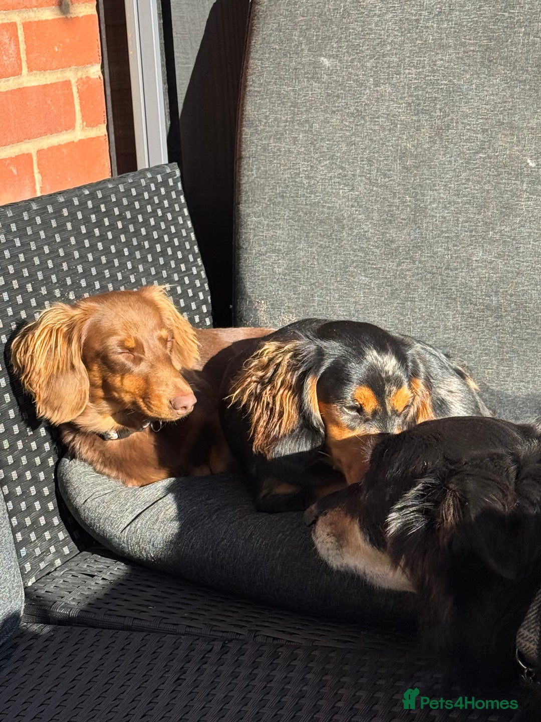 Miniature Dachshund dogs for sale: Rehoming - Advert 4