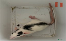 Rat rodents for sale: Mixed baby rats  - Image 11