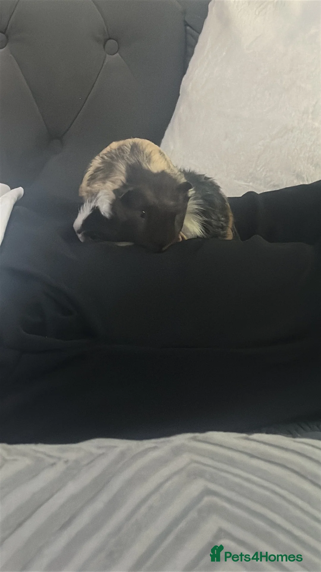 Guinea Pig rodents for sale: 2 x Female guinea pigs in Manchester - Advert 2