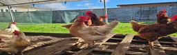 Chickens poultry for sale: Hatching eggs mixed hybrids  - Advert 2
