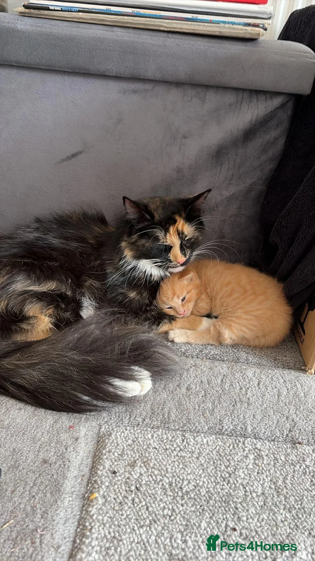 Mixed Breed cats for sale: Rare Ginger Female  in Bracknell - Advert 1
