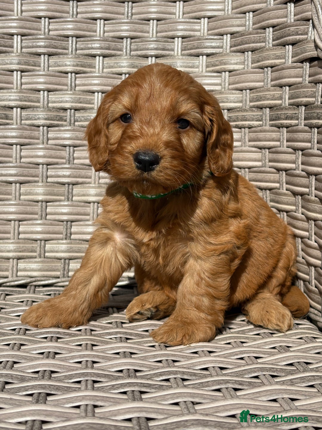 Cockapoo dogs for sale: 😍😍 F1 cockapoo puppies 😍😍 - Image 21