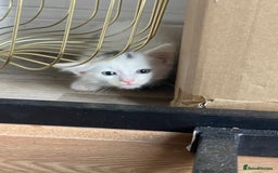 British Shorthair cats for sale: Kittens for sale  - Image 6