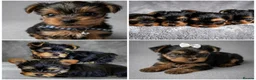 French Bulldog dogs for sale: Yorshire - Advert 3