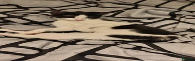Mixed Breed Kitten 1