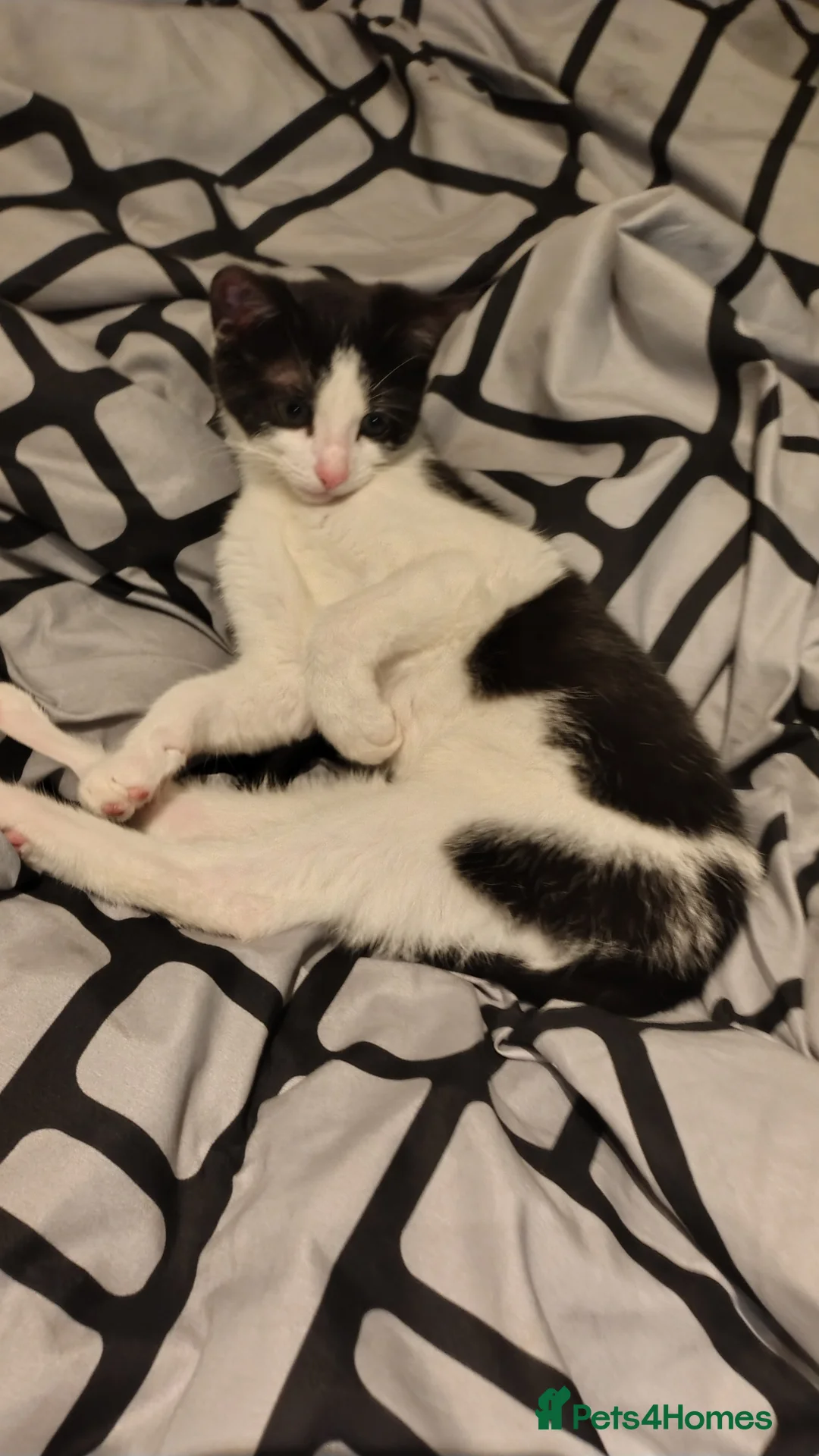 Mixed Breed cats for sale: Kitten for sale female  in Newcastle upon Tyne - Advert 2