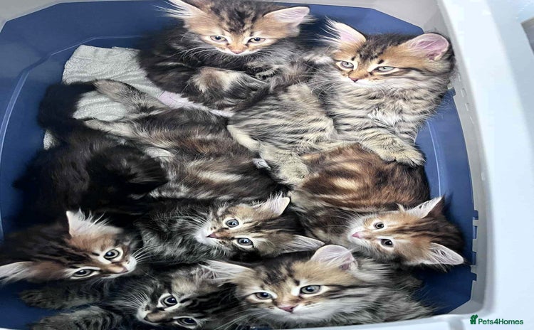 Siberian cats - Advert 6