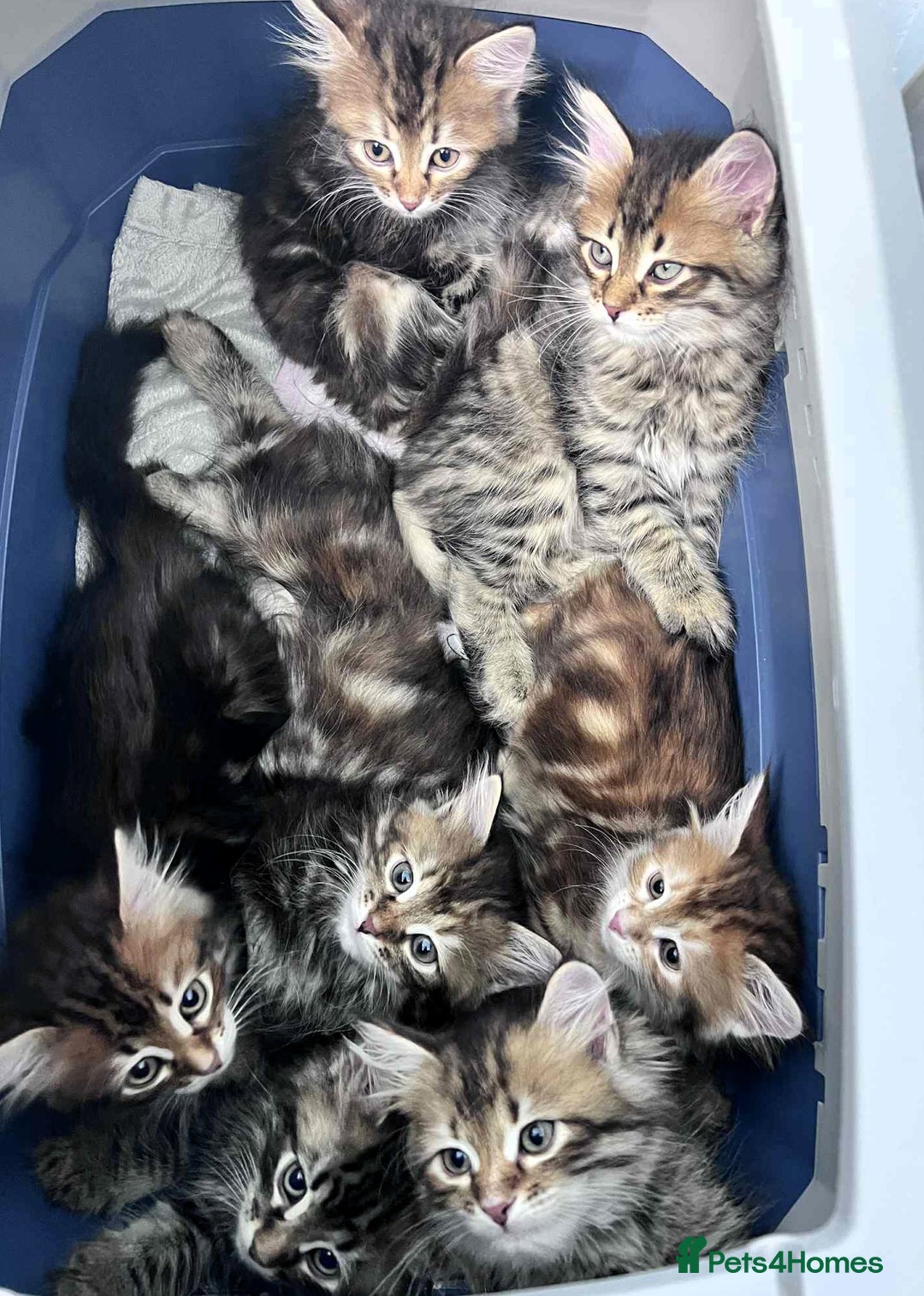 Siberian cats for sale: Beautiful purebred Siberian kittens-Hypoallergenic - Image 1