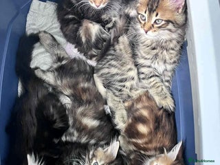 Siberian cats - Advert 7