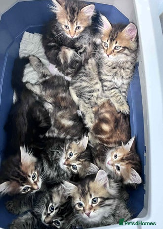 Siberian cats - Advert 7