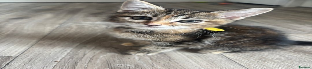 Maine Coon Kitten 1