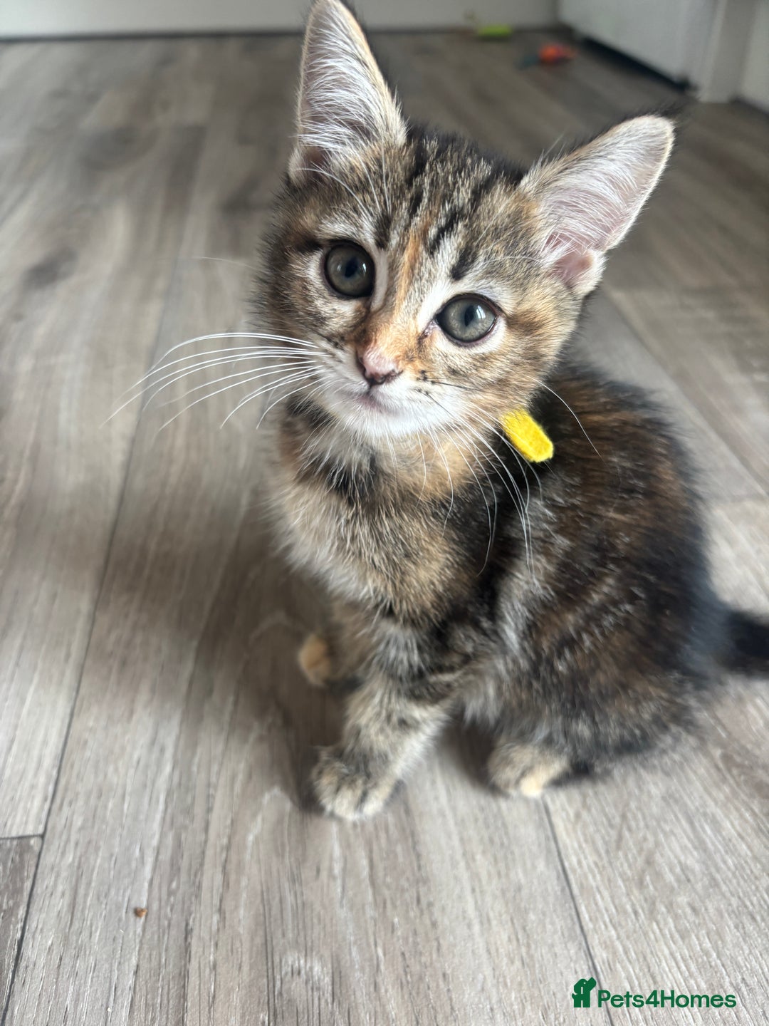 Maine Coon cats for sale: LAST GIRL REMAINING  - Image 1