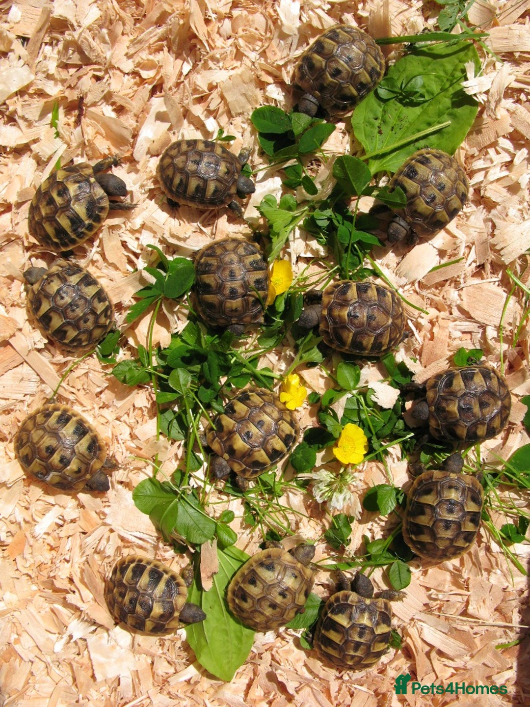 Tortoise reptiles for sale: Baby Hermann & Spur-thigh Tortoises for sale - Image 2
