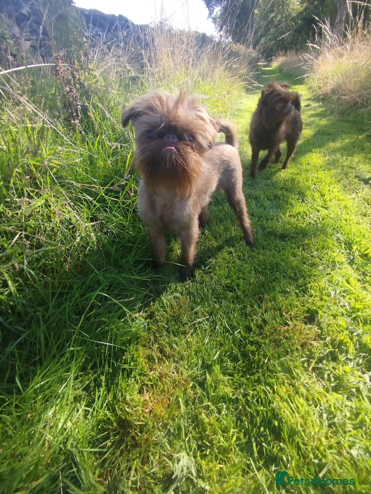Griffon Bruxellois dogs Chocolate male - Advert 1
