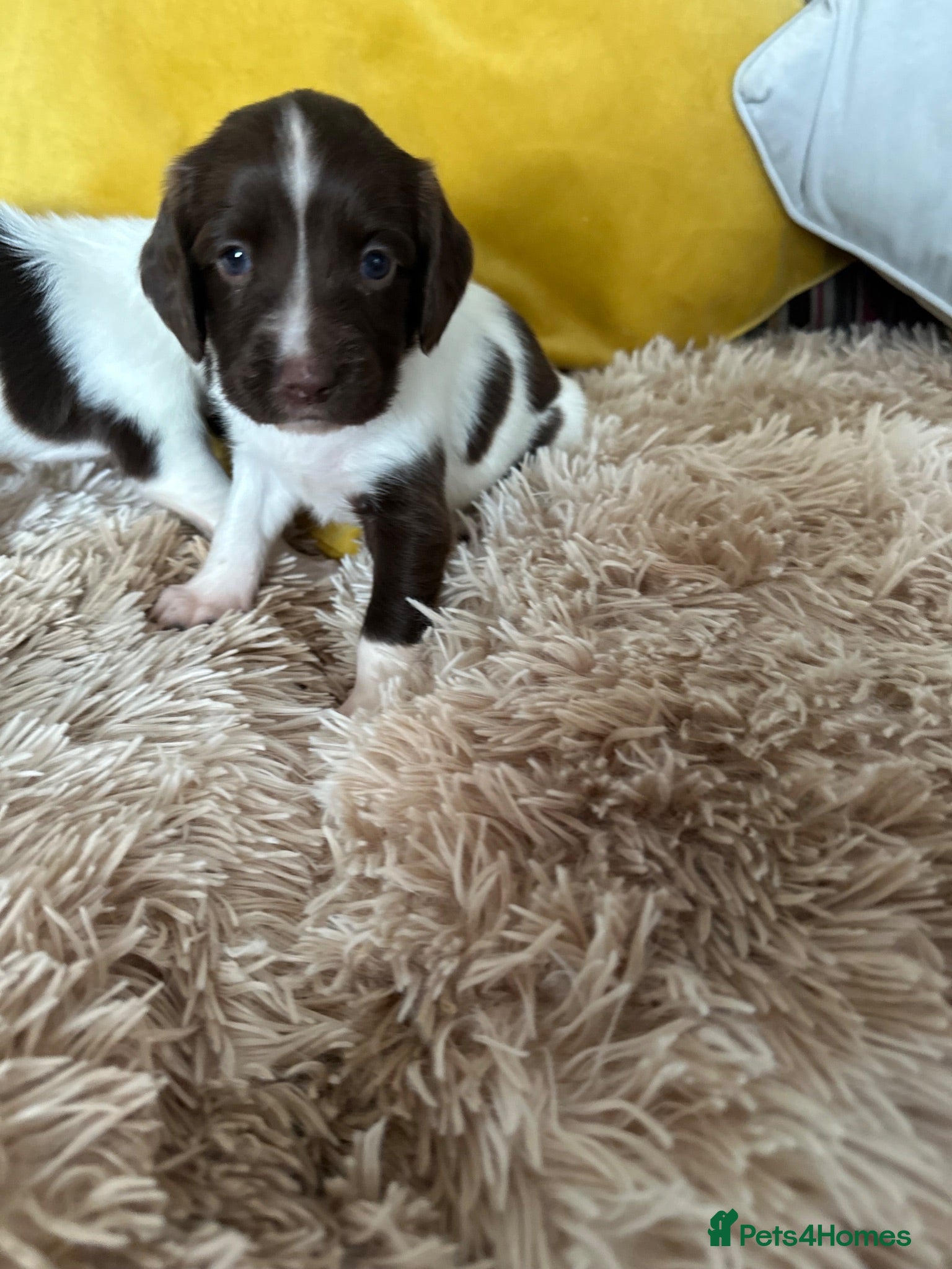 English Springer Spaniel dogs Adorable Kennel club registered ESS puppies  - Advert 2
