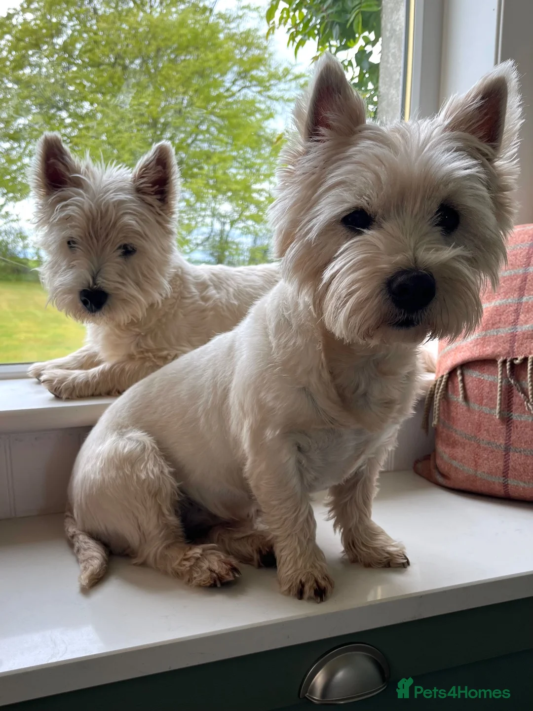 West Highland Terrier dogs for sale: West Highland terrier puppies  - Advert 7