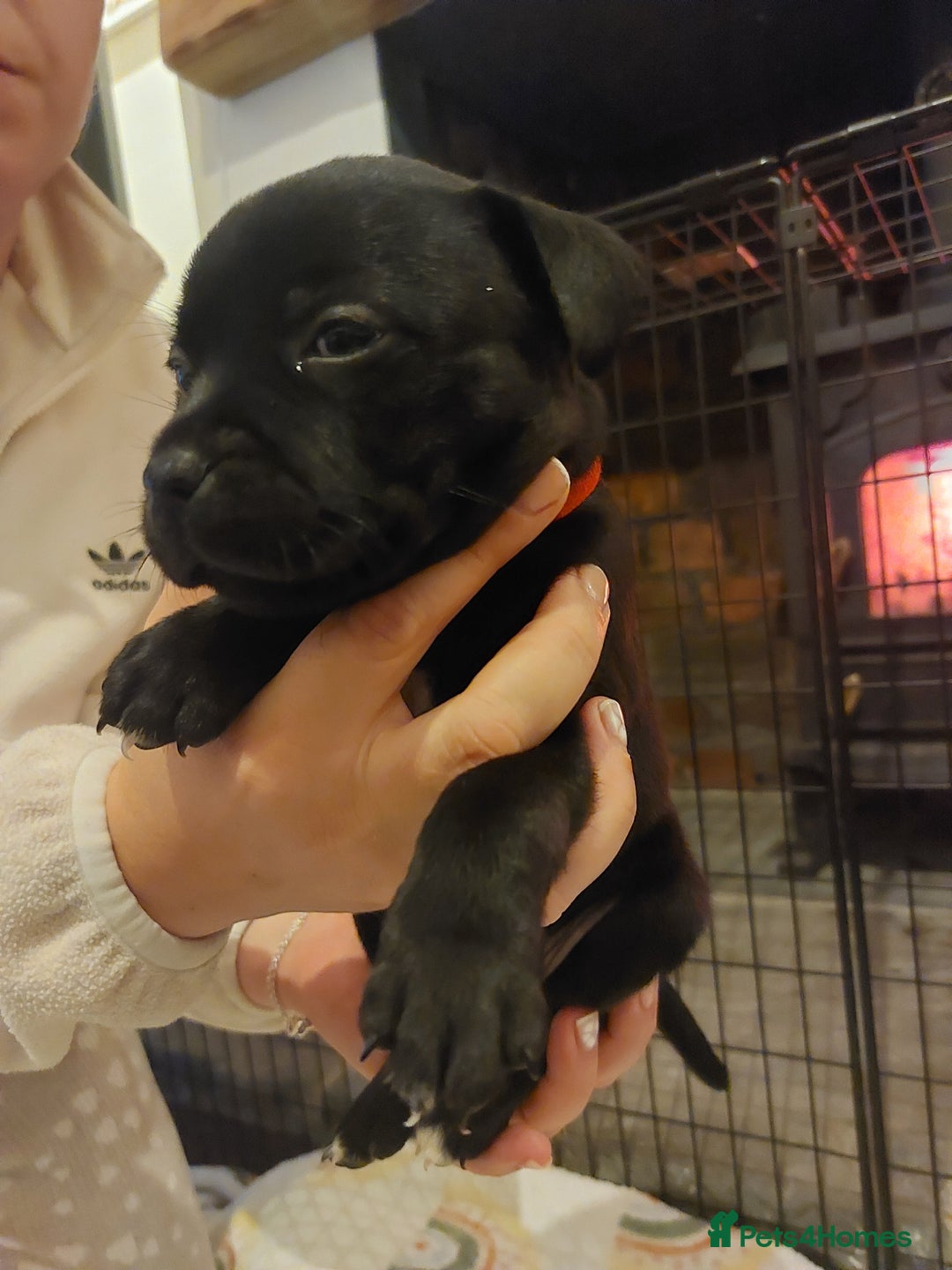Staffordshire Bull Terrier dogs for sale: *2 left* Stunning Chunky KC Staffy Pups - Image 23