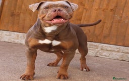 Olde English Bulldogge dogs for sale: Ex Champion Show girl for rehome PET HOME ONLY - Image 7