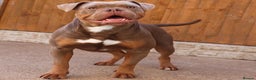 Olde English Bulldogge dogs for sale: Ex Champion Show girl for rehome PET HOME ONLY - Advert 7