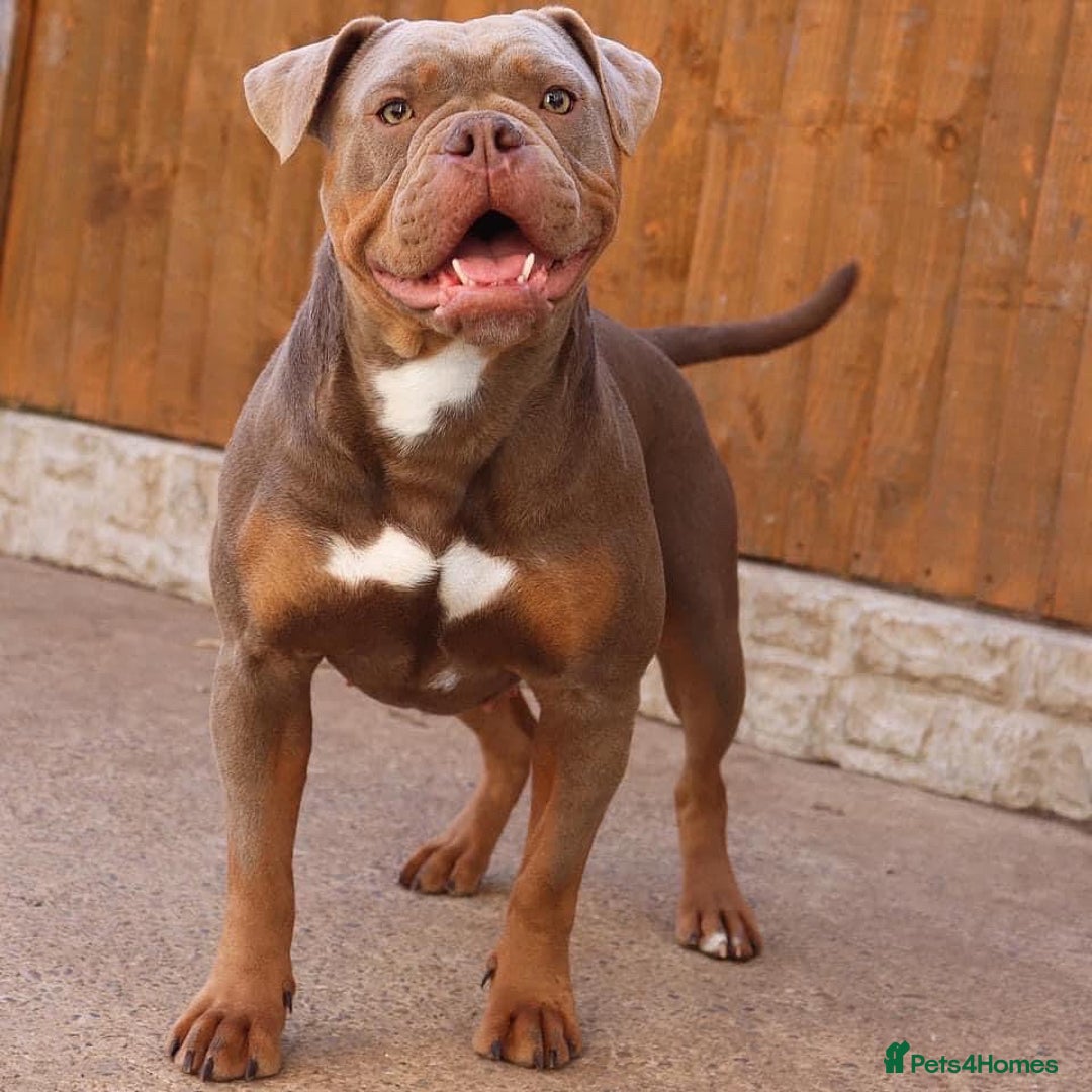 Olde English Bulldogge dogs for sale: Ex Champion Show girl for rehome PET HOME ONLY - Image 7