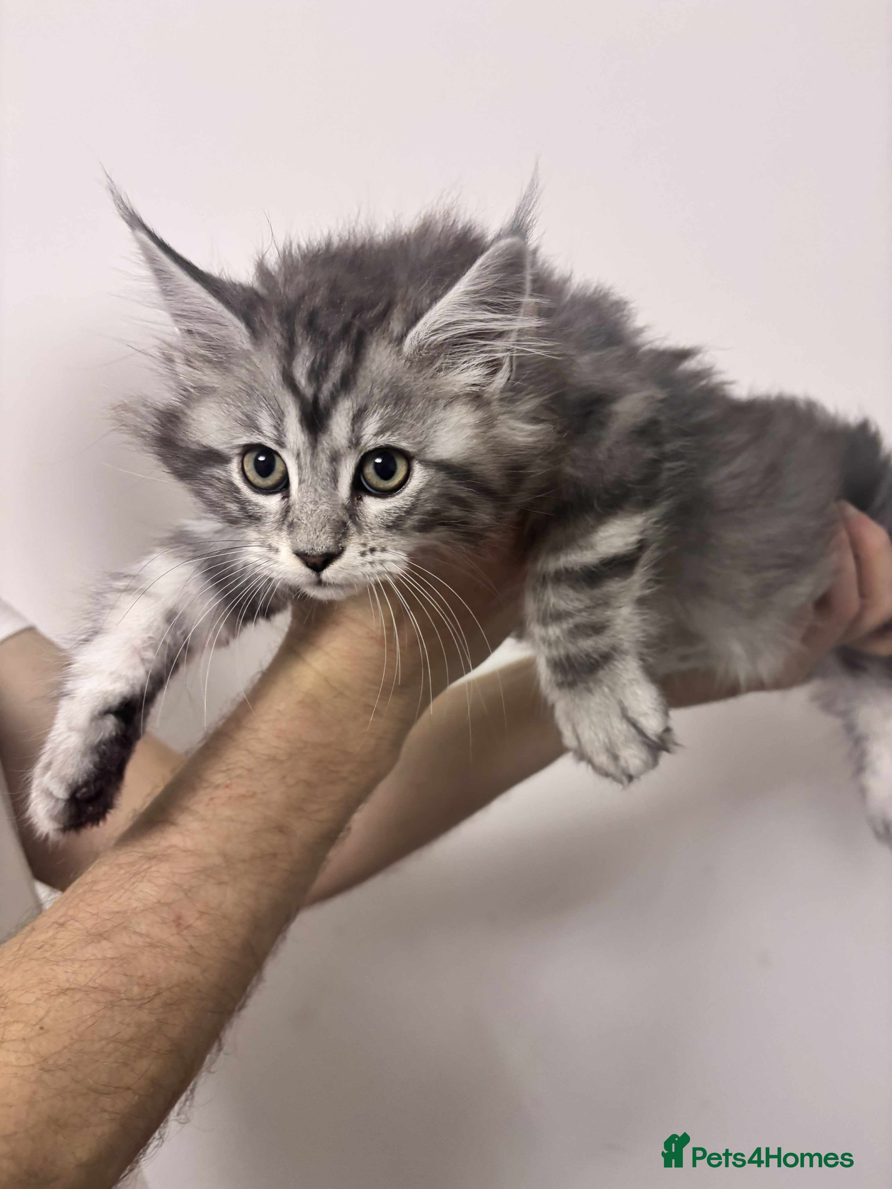 Maine Coon cats TICA REGISTERED DNA CLEAR MAINE Coons 🐈🐈🐈 - Advert 2