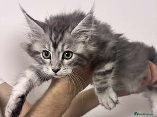 Maine Coon cats TICA REGISTERED DNA CLEAR MAINE Coons 🐈🐈🐈 - Advert 2