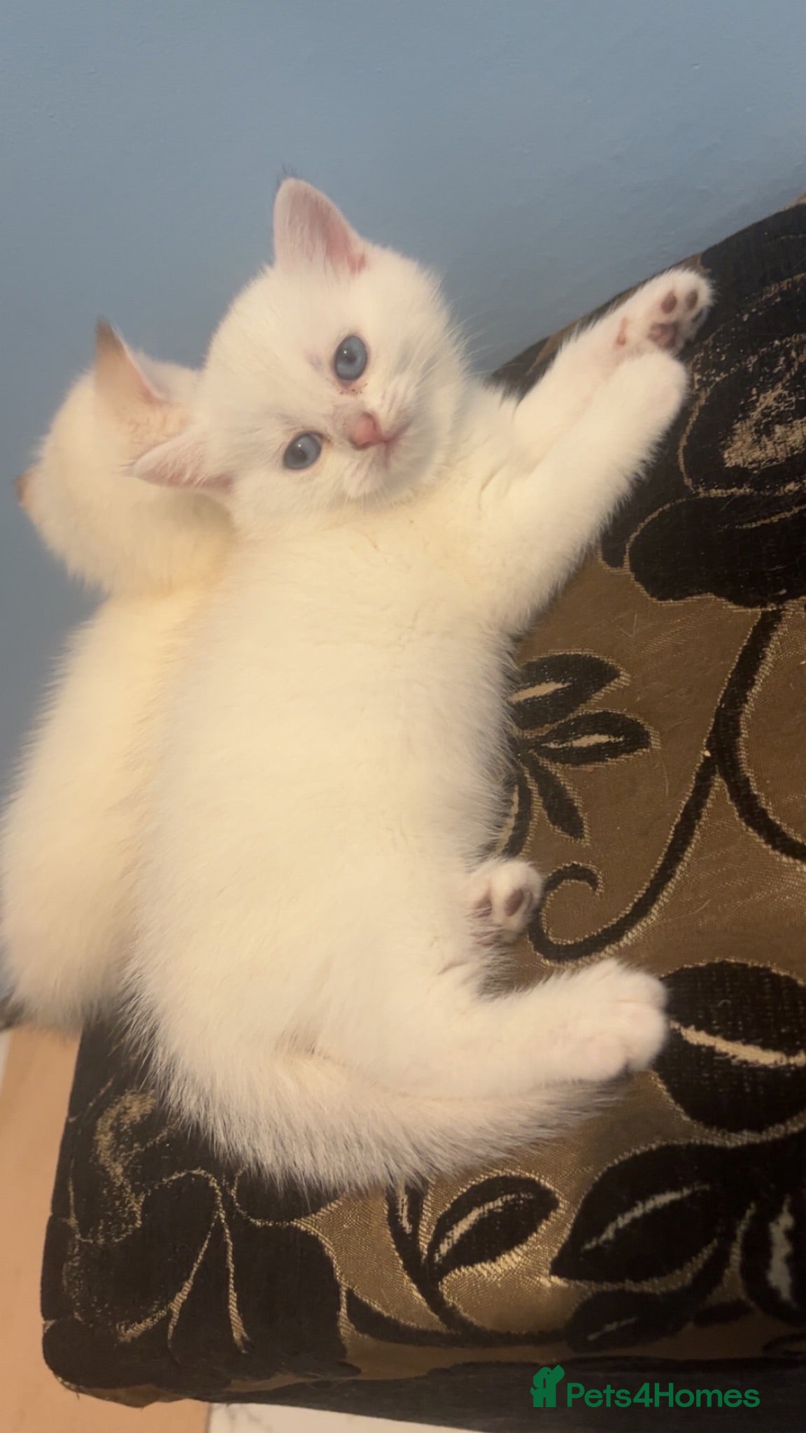 British Shorthair cats 😻 6 chunky fluffy Kittens available 😻 - Advert 2