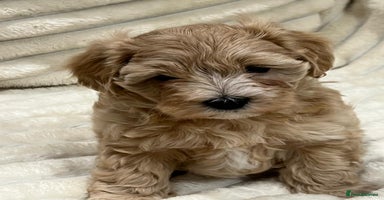 Maltipoo dogs - Advert 5