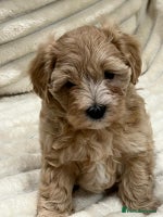 Maltipoo dogs - Advert 11