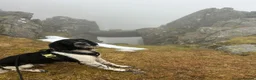 Mixed Breed dogs for sale: Male 3 year old dog in Dunoon - Advert 1