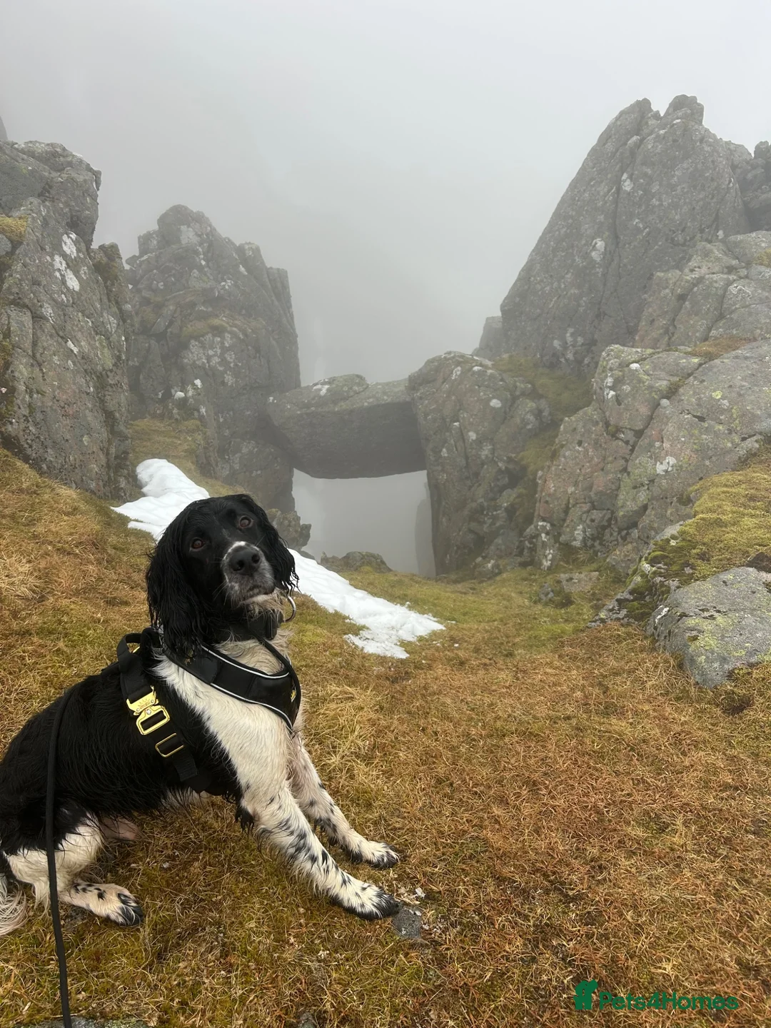 Mixed Breed dogs for sale: Male 3 year old dog in Dunoon - Advert 1