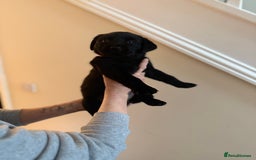 Labrador Retriever dogs for sale: 3 gorgeous black Labrador puppies - Image 7