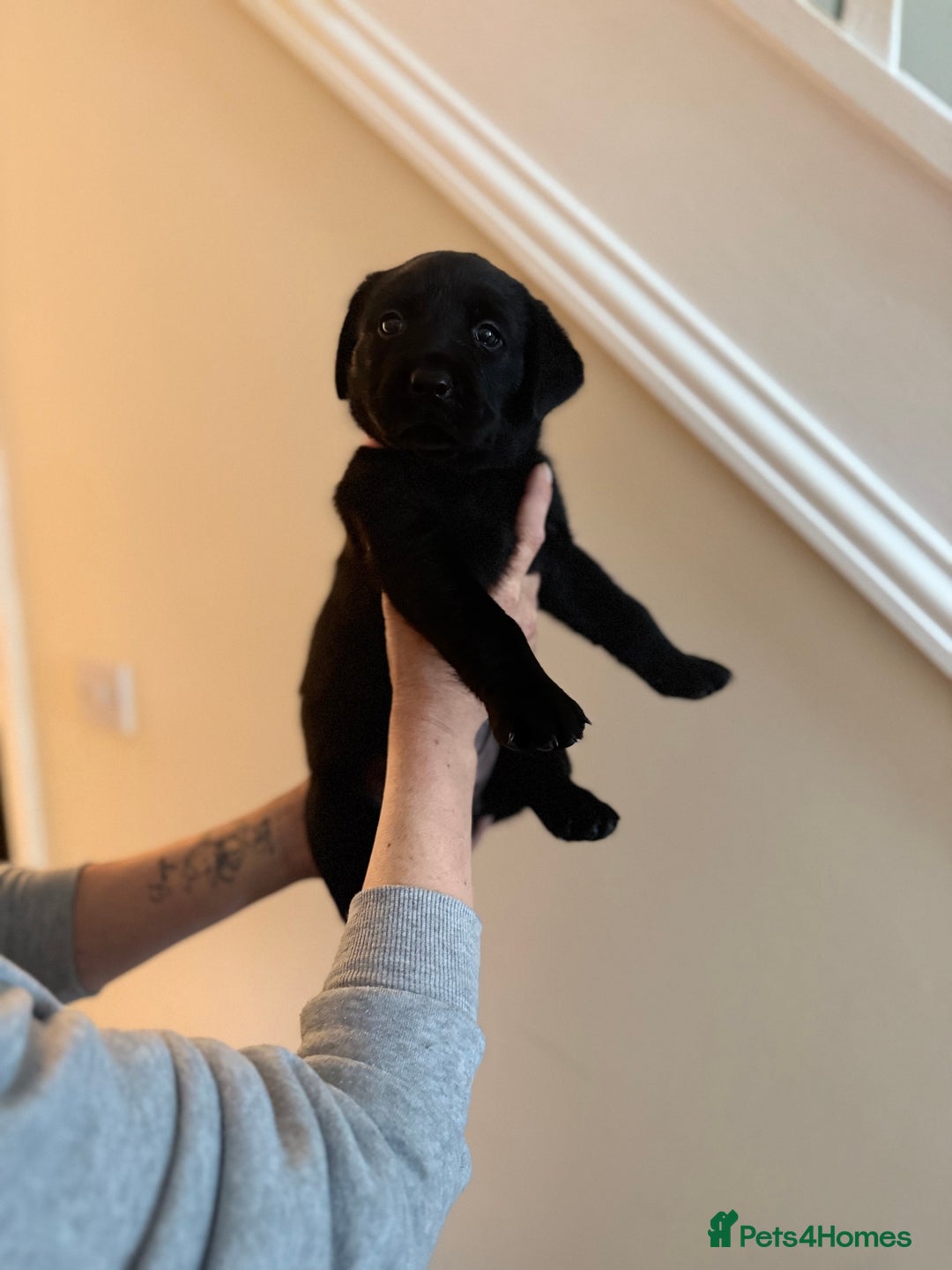 Labrador Retriever dogs for sale: 3 gorgeous black Labrador puppies - Image 7